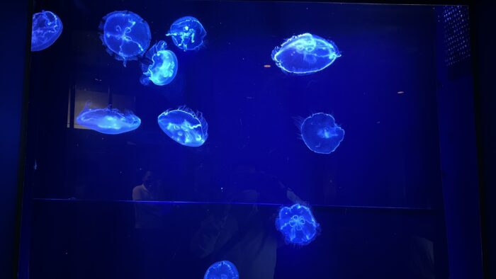沖縄美ら海水族館「光るクラゲ」