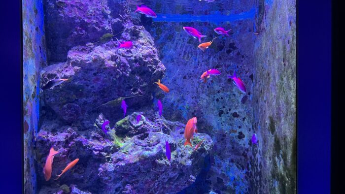 沖縄美ら海水族館「色とりどりの魚たち」