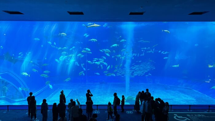 沖縄美ら海水族館「メインの大水槽」