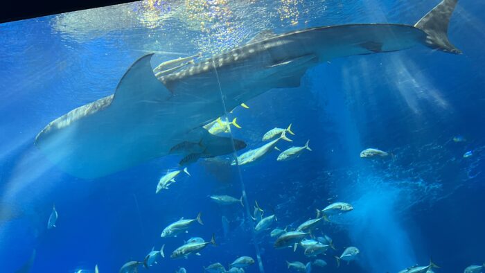沖縄美ら海水族館「ジンベイザメ」
