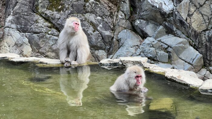 猿と温泉